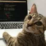 kitty