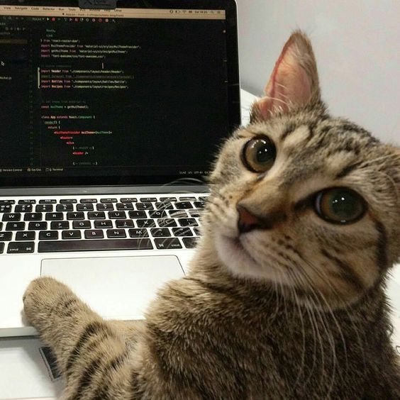 kitty