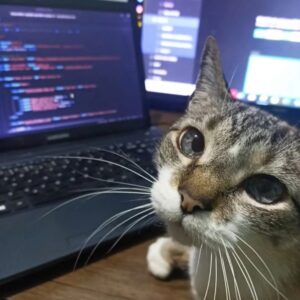 programmer cat